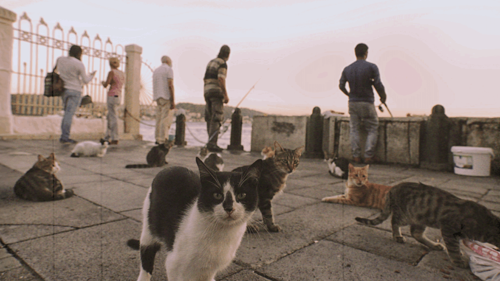 L’isola dei gatti